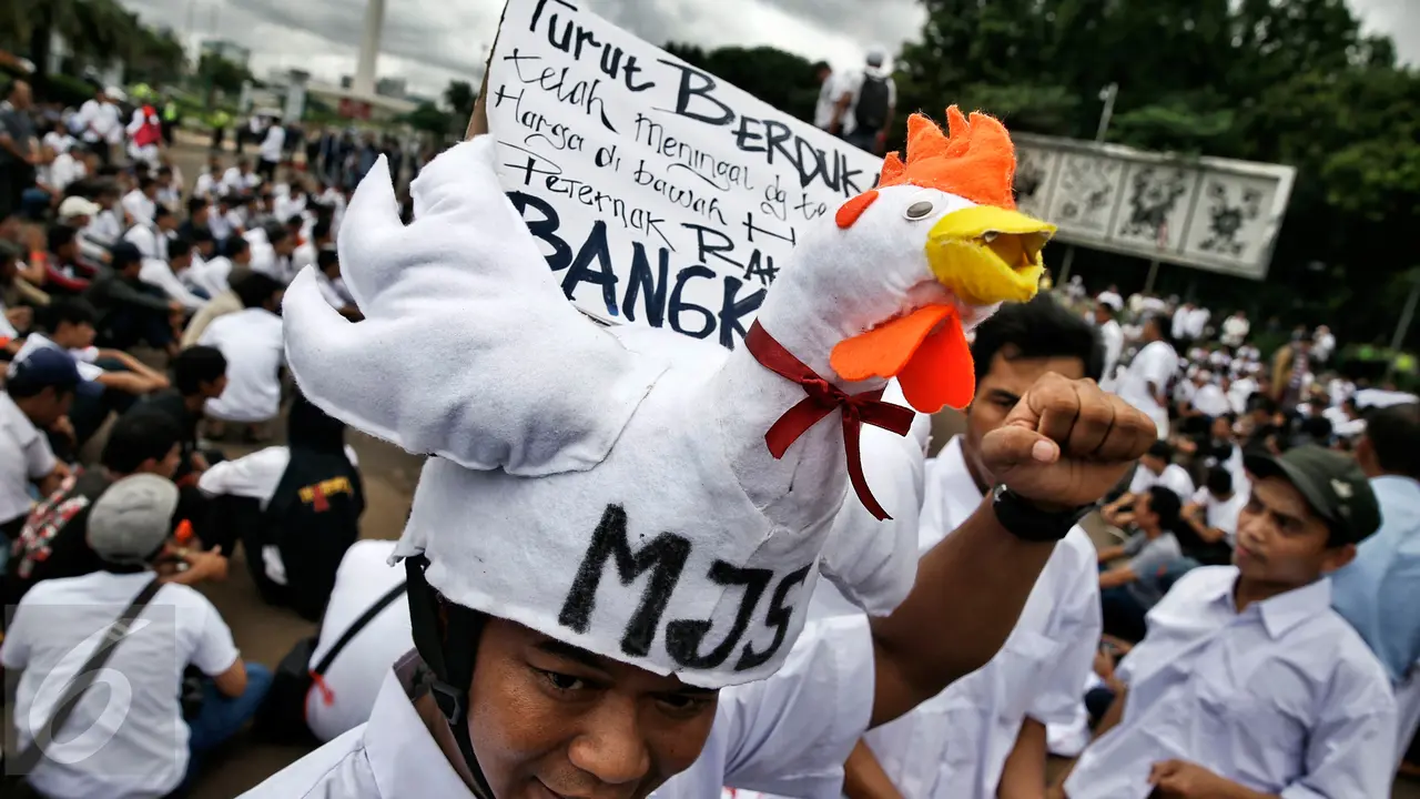 Protes Harga Anjlok, Peternak akan Bagi-Bagi Ayam di Depan Istana