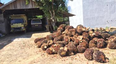 tolong-harga-tbs-sawit-di-paser-anjlok-jadi-rp560-per-kilogram