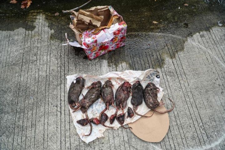 Diteror Kepala Babi dan Bangkai Tikus, Tempo: Kami Tidak Takut