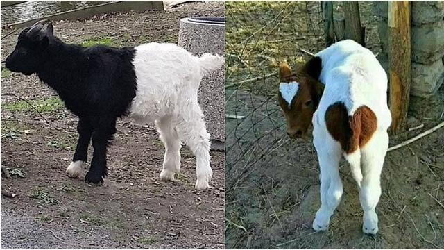 Aneh Tapi Nyata, 7 Hewan Ini Punya Warna Bulu dan Kulit Anti Mainstream