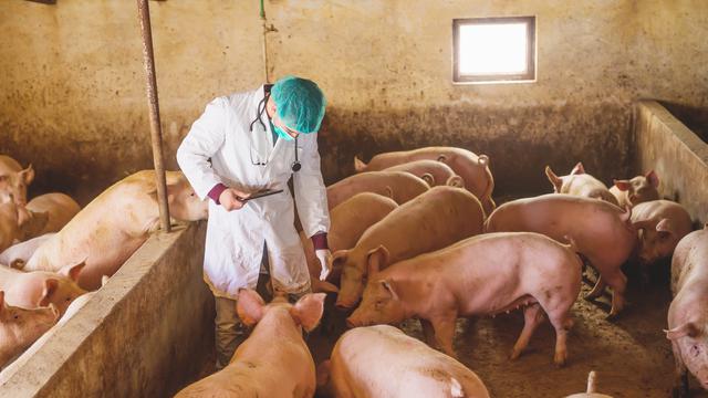 Singgungan antara Pencegahan Hog Cholera Babi dan Pelestarian Budaya Batak