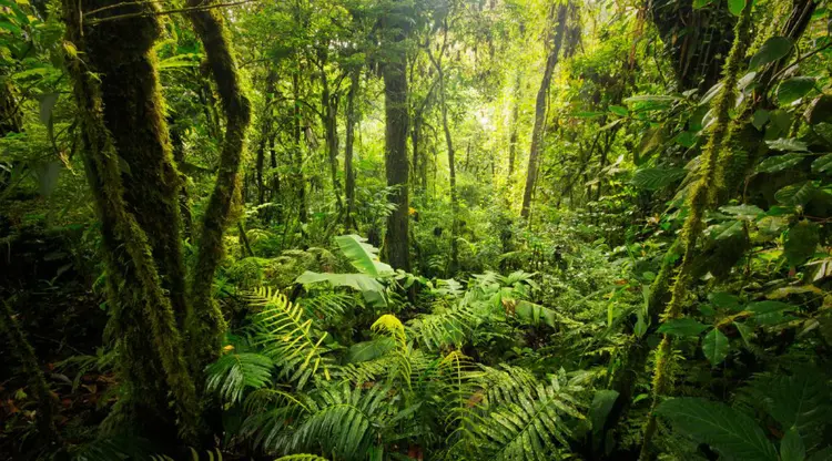 Hutan, Inspirasi Kehidupanku