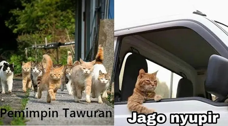 6 Meme Kucing Oranye yang Bar-Bar Ini Kocaknya Bikin Ngakak