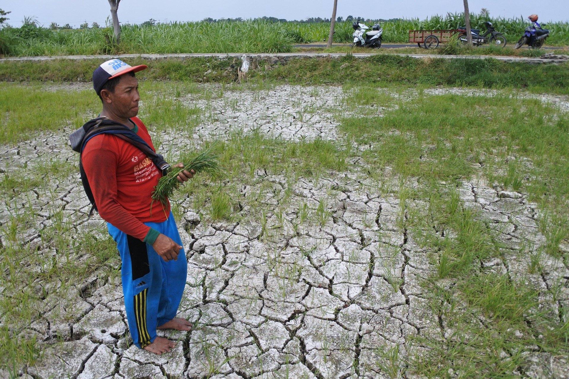 Bencana Alam: Bahaya Kemarau Panjang Yang Mengancam Produksi Pangan ...