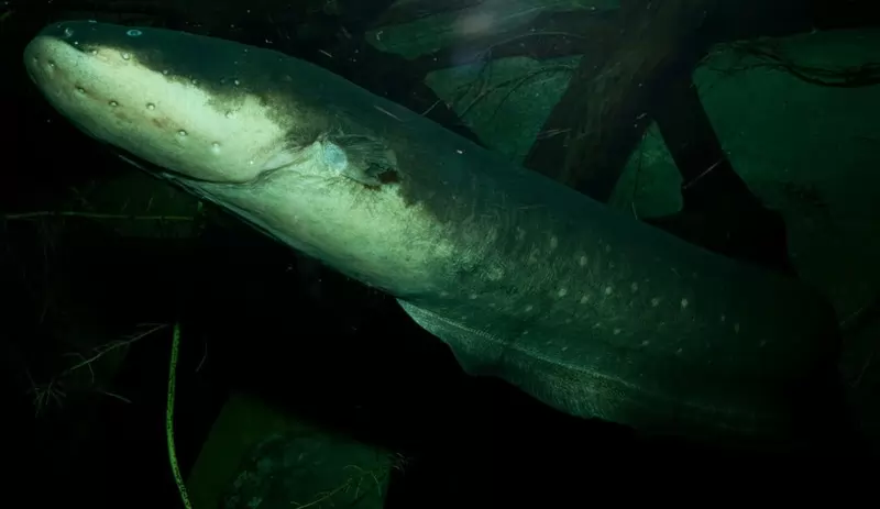 10 Ikan paling berbahaya dan mematikan didunia
