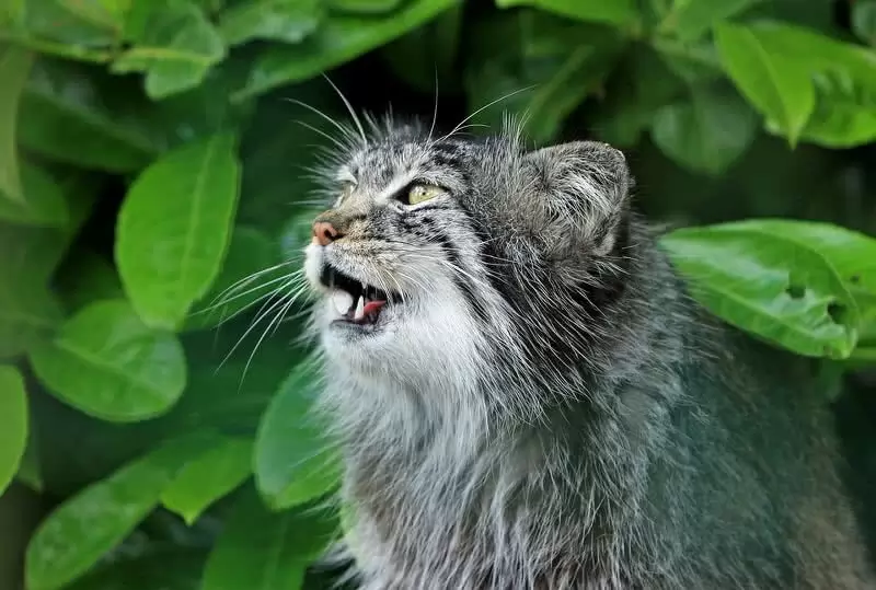 10 spesies Kucing Liar di berbagai dunia