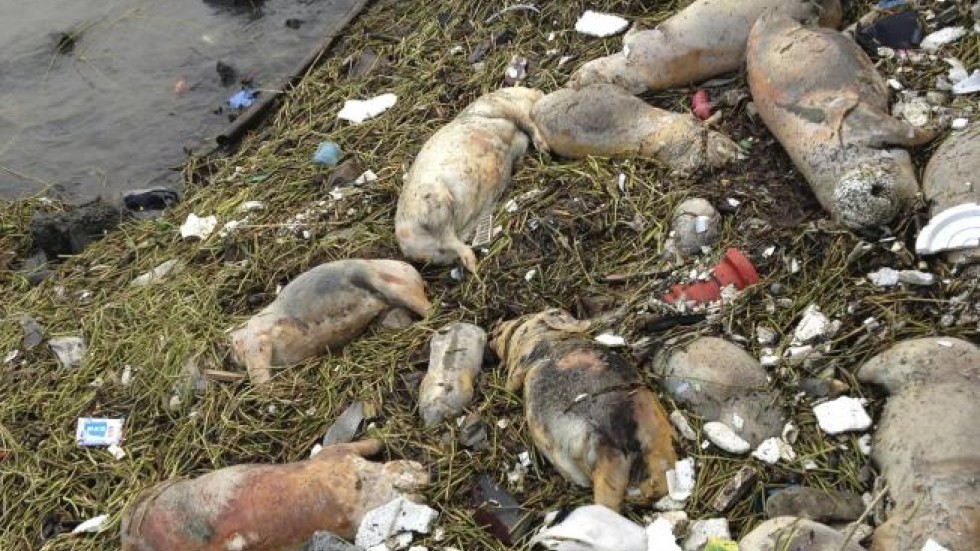 55 Ekor Babi Tertimbun Longsor, 5 Selamat