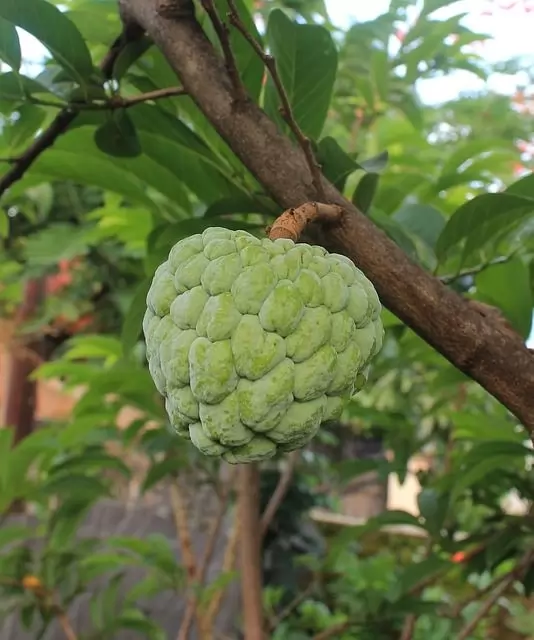 10 Buah unik, aneh dan jarang yang mungkin belum pernah anda lihat