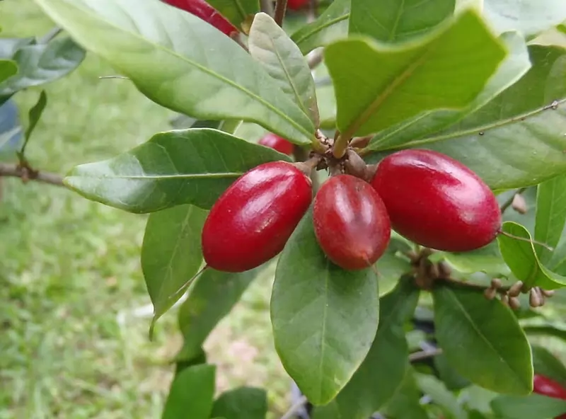 10 Buah unik, aneh dan jarang yang mungkin belum pernah anda lihat