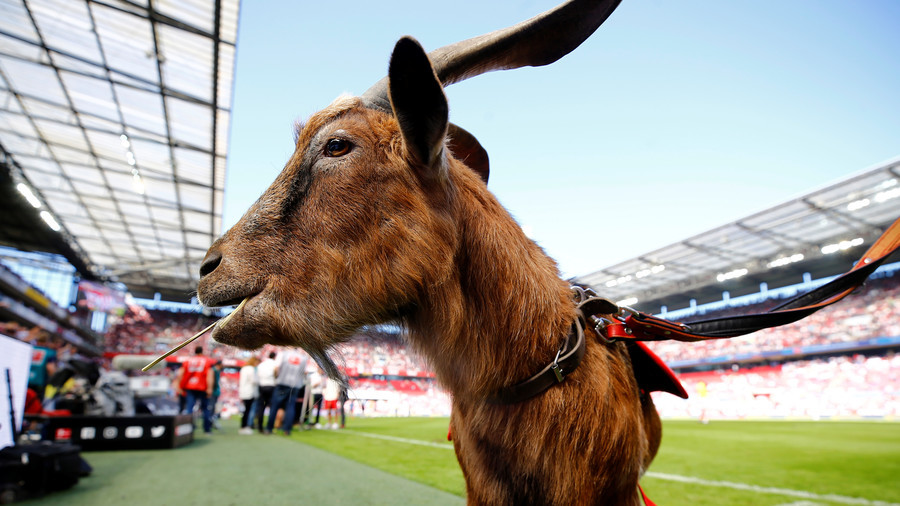 Miris, Klub Sepak Bola Ini Jual 18 Pemain buat Beli Kambing