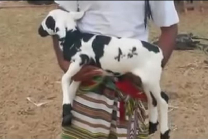 Kambing ini Punya Tanda Lahir Bertuliskan 'Muhammad'