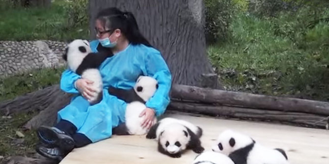 Jadi pengasuh panda di Cina, bisa dibayar 420 juta rupiah gan...