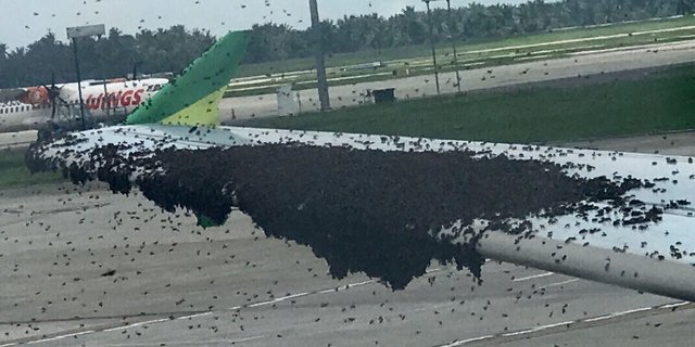 Pengamat soal ribuan lebah mengerubungi sayap pesawat: Ajaib, seumur-umur baru lihat