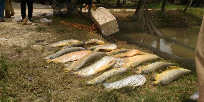 Ratusan ikan Arwana mati diduga kena limbah proyek Tol Pekanbaru-Dumai