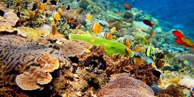 diving-dan-snorkeling-surga-bagi-manusia-bencana-bagi-karang
