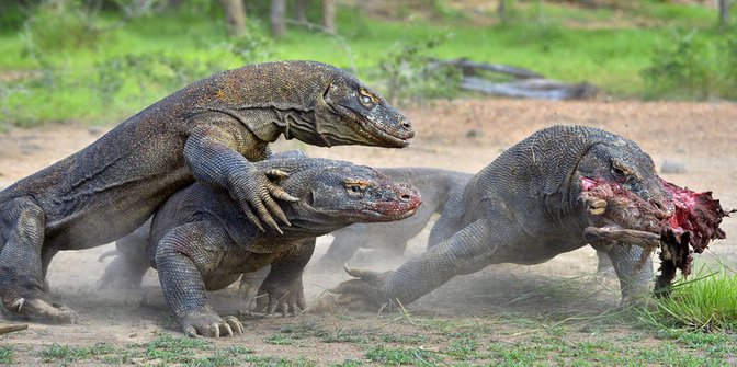 Tiket Wisata Pulau Komodo Bakalan naik ke 14jt, Gimana Tanggapan Agan??
