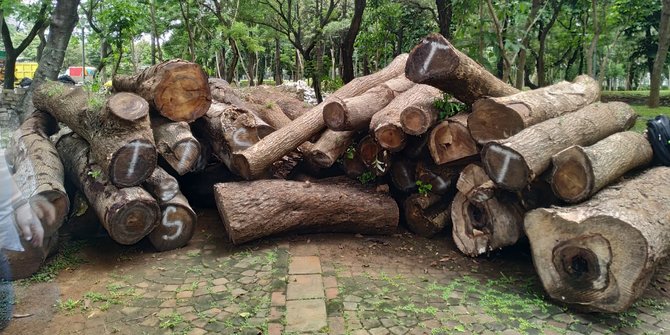 pohon-tebangan-dampak-revitalisasi-monas-akhirnya-ditemukan