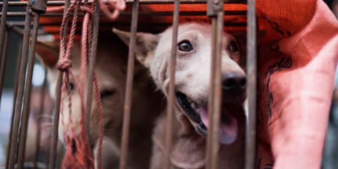 festival-daging-anjing-di-china-masih-dibuka-meski-di-tengah-pandemi-covid-19