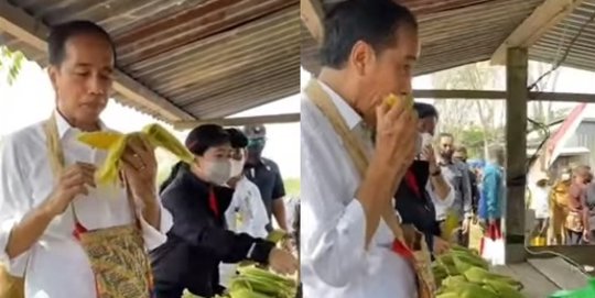 Momen Jokowi Bersama Puan dan Mentan Santap Jagung Rebus di Tepi Jalanan Sorong