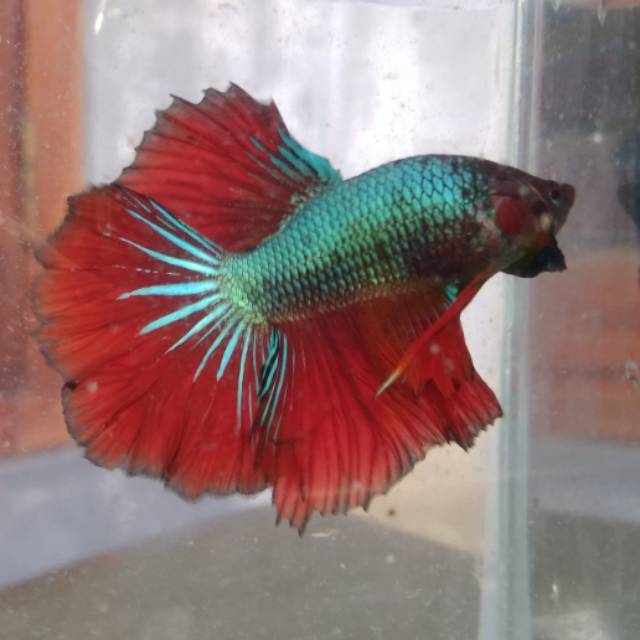 Jenis Ikan Cupang Yang Bagus Untuk Dipelihara Menurut Ane!!