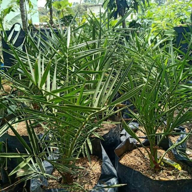 Mau Bertanam Kurma ? Di Indonesia Juga Bisa! Berikut Tips Bertanam Kurma Di Indonesia
