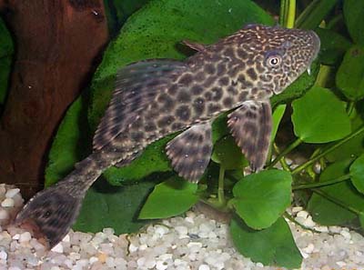 Ikan Sapu-sapu