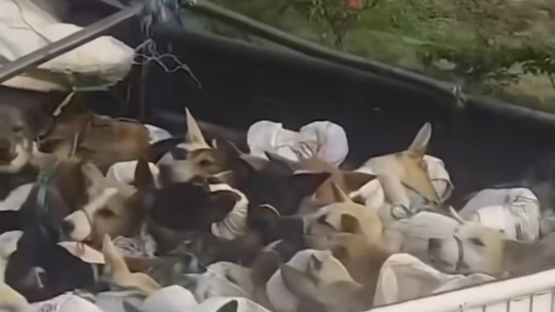 Viral Truk Angkut Anjing Hidup di Tol, Diduga Menuju Rumah Jagal Soloraya