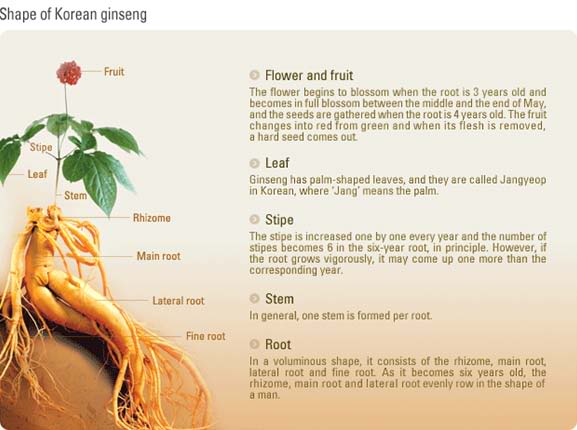 Tanaman Ini Bukan Ginseng Korea Dan Purwoceng