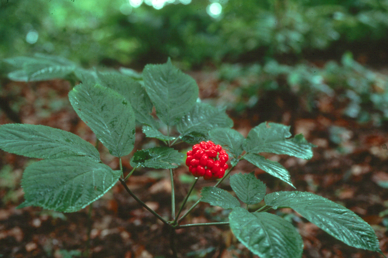 Tanaman Ini Bukan Ginseng Korea Dan Purwoceng