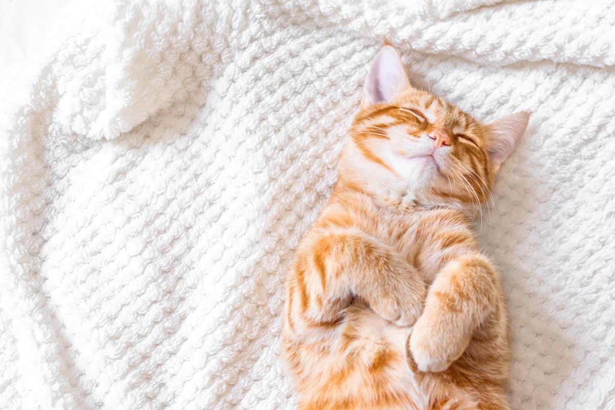 Kenapa sih Kucing Doyan Banget Tidur?