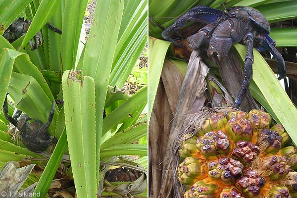 &quot;Coconut crab&quot; artropoda darat terbesar di dunia