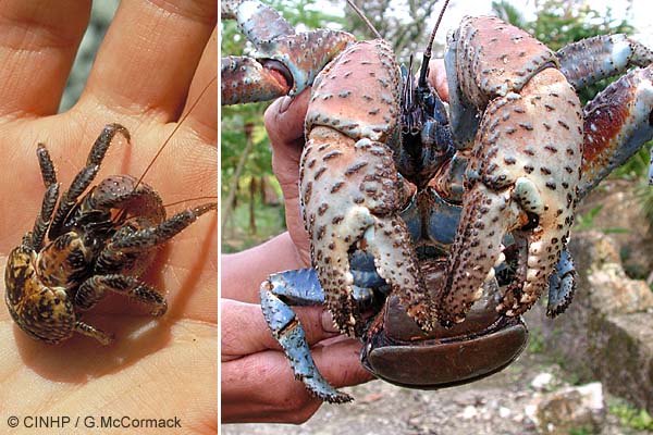 &quot;Coconut crab&quot; artropoda darat terbesar di dunia