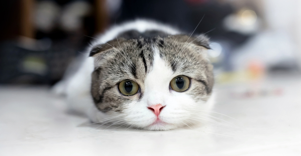 Ada - Ada Aja! Nyari Kucing Nemunya Aligator