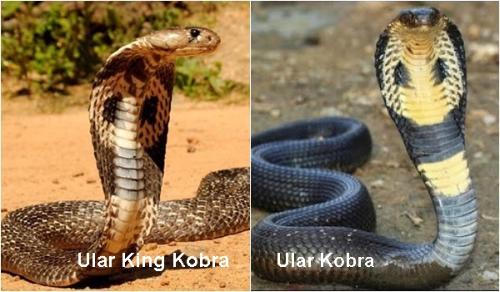 Perbedaan ular Kobra dengan King Kobra