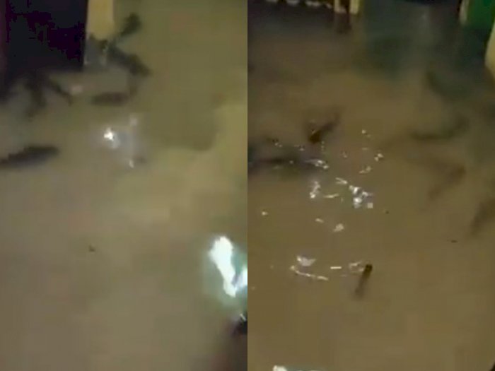 Viral Rumah Dikepung Ikan Lele Saat Banjir! Netizen: Berkah Banjir