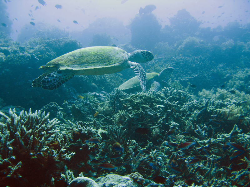 Pilihan Transportasi Menuju Pulau Komodo