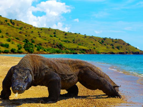 Pilihan Transportasi Menuju Pulau Komodo