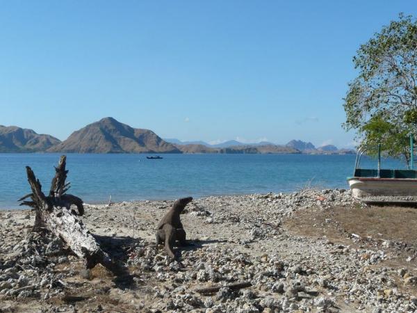 Pilihan Transportasi Menuju Pulau Komodo