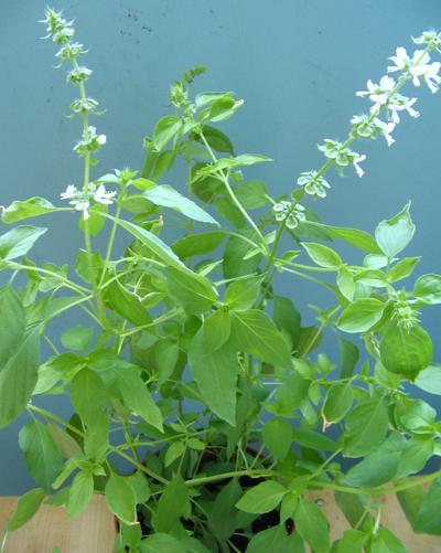 3 Bahan Alami Penghilang Bau Tak Sedap Pada Miss V