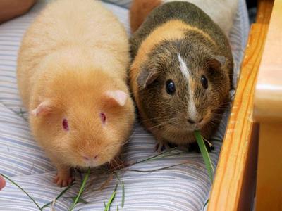 10 Hewan Peliharaan Lucu Bisa Jadi Pilihan untuk Menemanimu di Rumah