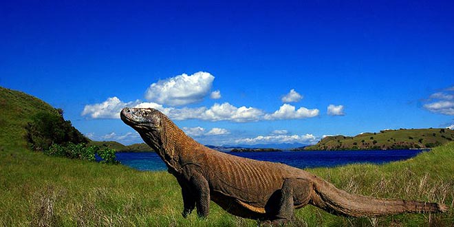 Indonesia Mau Punya &quot;Jurasic World&quot;, Sebuah Imajinasi Wisata Eksklusif?