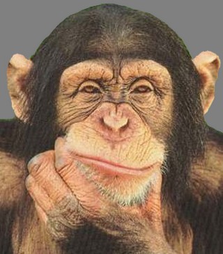 PENELITIAN TERBARU TENTANG MONYET..TERNYATA..