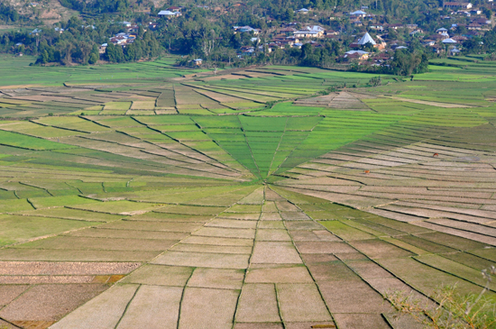 Lingko, Sawah Laba - Laba dari Timur Indonesia