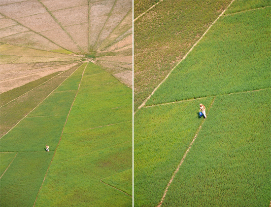 Lingko, Sawah Laba - Laba dari Timur Indonesia