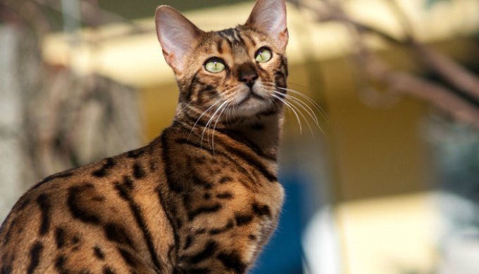 5 Kucing Termahal di Dunia