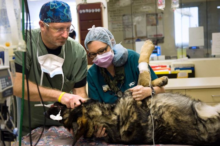 &#91;no hoax&#93;Anjing masih dapat Bertahan hidup setelah tertembak dari peluru