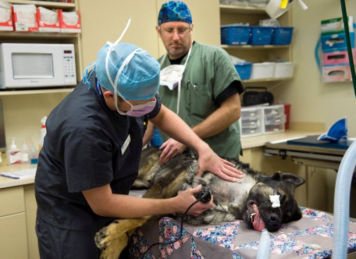 &#91;no hoax&#93;Anjing masih dapat Bertahan hidup setelah tertembak dari peluru