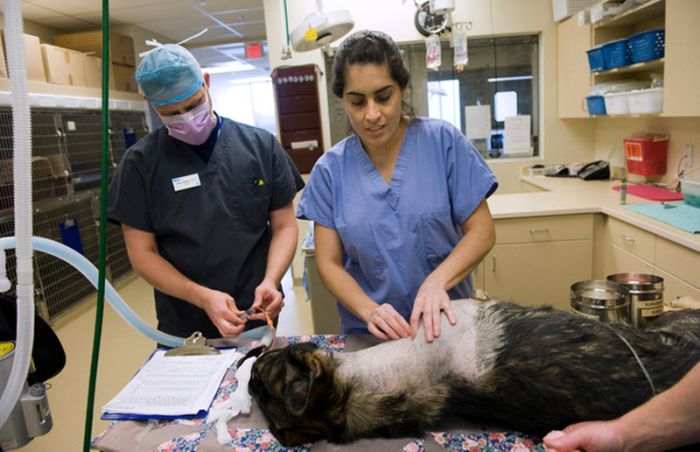 &#91;no hoax&#93;Anjing masih dapat Bertahan hidup setelah tertembak dari peluru