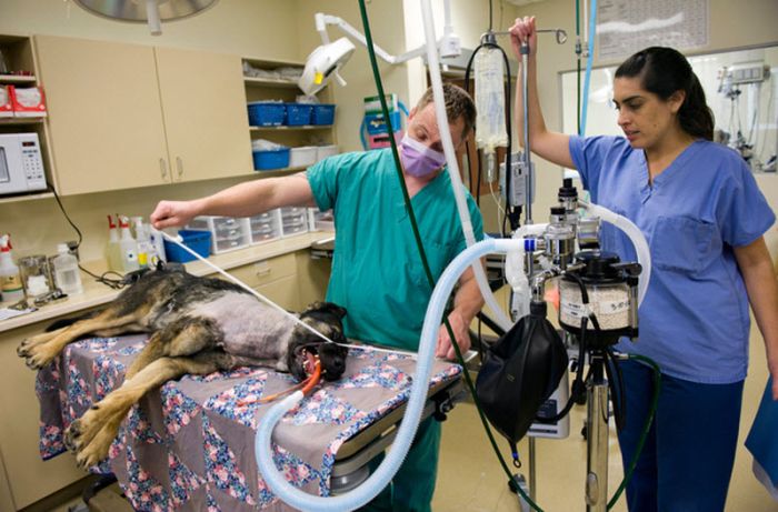 &#91;no hoax&#93;Anjing masih dapat Bertahan hidup setelah tertembak dari peluru