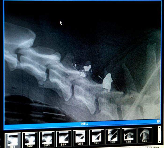 &#91;no hoax&#93;Anjing masih dapat Bertahan hidup setelah tertembak dari peluru